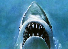 Bị cá mập xơi tái khi đang quay phim dưới nước, iPhone XS vẫn sống sót thần kỳ
