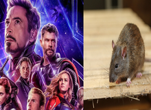 Đạo diễn Marvel giải thích những vấn đề "hack não" nhất trong Endgame, hóa ra loài chuột mới chính là cứu tinh của vũ trụ