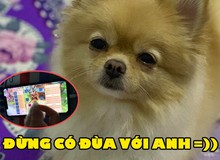 Chó nhà mình thì vừa "ngáo" vừa "ăn hại", chó nhà người thì giúp chủ cường hóa đồ không trượt phát nào thế này đây...