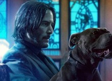 John Wick: Chapter 4 đã được xác nhận và hé lộ ngày phát hành chính thức