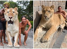 Youtuber khoe sư tử lai hổ siêu to khổng lồ, còn tranh thủ đi dạo với nó  và cái kết đắng lòng