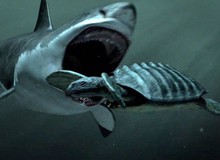 Giả thuyết về sự tồn tại về Megalodon, siêu cá mập có thật hay chỉ là cú lừa của truyền thông?