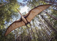 Pterodactyl: Động vật có xương sống duy nhất trên trái đất có thể bay và tự kiếm mồi ngay sau khi chào đời