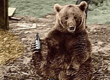 Huyền thoại hạ sĩ gấu: Uống bia hút thuốc như người, tham gia tải đạn trong Thế chiến II