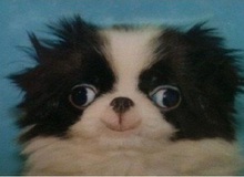 Khi chó cũng thích 9gag, bắt chước meme