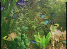 AquaLife - Nuôi "cá 3D" đầy hấp dẫn