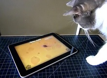 Xem chú mèo lúng túng khi bắt chuột trên... iPad