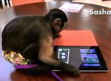 Choáng với cảnh chú khỉ cũng biết chơi game