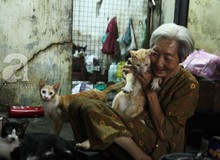 Cụ bà cưu mang hơn 50 chú chó, mèo bị bỏ rơi giữa Sài Gòn