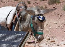 Cười... rụng rốn với những pha tai nạn ngớ ngẩn