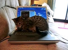 Chú mèo tắt máy tính ngăn cản chủ chơi game