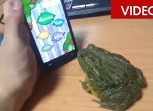 Tai nạn khi cho ếch chơi game trên smartphone
