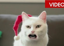 Cùng đón giáng sinh với chú mèo biết hát