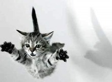 Hội mèo "hoang tưởng" và bộ sưu tập các trò lố