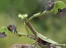 Khi thế giới động vật chuyển hóa thành... robot