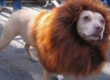 Những "kiểu tóc" kì dị nhất của thú cưng