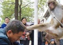 Khi động vật...tức giận