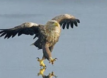 Tuyển tập những tấm poster siêu ấn tượng (Phần 2) 