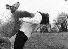 Chỉ có thể là... nước Úc