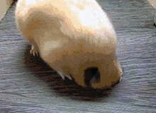 Những bức hình động hài hước nhất tháng 1 (Phần 2)