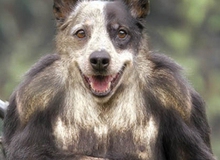 Khi động vật... lai lung tung