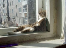 Những khoảnh khắc gây cười của động vật