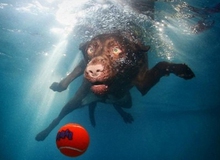 Bộ mặt tức cười của các chú chó khi ở dưới nước
