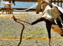 Khi động vật là các... võ sư Kungfu