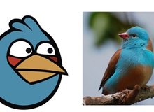 Angry Birds có thật ở ngoài đời?