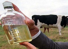 Kinh hãi với những món ăn đặc sản quái dị nhất thế giới 