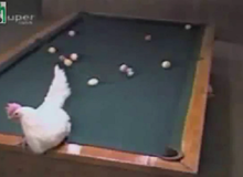 Choáng váng với chú gà siêu cơ thủ: 1 trứng ăn cả bàn