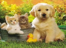 Thủ đoạn ăn cắp chó mới: Lợi dụng sự "háo sắc" của chó đực 