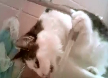 Chú mèo thông minh biết dùng tay kéo vòi nước để uống