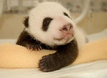 Gấu trúc lớn lên như thế nào?