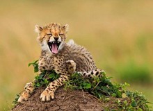 Loài báo cười nhạo thành tựu khoa học của con người