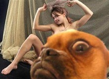 Những khoảnh khắc chết cười của động vật