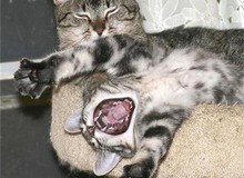 Những khoảng khắc "phá đám" của động vật