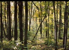 Thế nào là một tuổi thơ thực sự tuyệt vời?