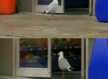 Khi chim cũng biết ăn trộm