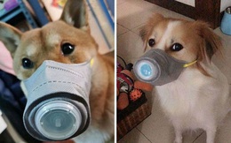 Lo sợ virus corona, người dân Trung Quốc đeo khẩu trang cho cả thú nuôi