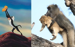 Lion King đời thực là đây: Chú khỉ đầu chó vừa leo trèo vừa bế sư tử con, quyết không buông tay