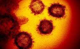 Chụp được ảnh virus Covid-19 ở độ phân giải nguyên tử, các nhà khoa học khám phá ra bản chất lây nhiễm hóa học của nó