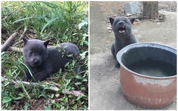 Cộng đồng mạng ngạc nhiên khi khám phá ra anh em "cùng cha khác ông nội" của Nguyễn Văn Dúi, cũng "mắt lác", thần thái như idol