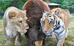 Gấu, sư tử và hổ hợp thành "bộ ba tri kỷ" ngoài đời thực, cộng đồng mạng ngạc nhiên, không dám tin vào mắt