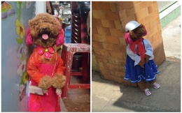 Cộng đồng mạng phát cuồng với hình ảnh "cô chó" đi học như người thật, lại sắp thành idol như Nguyễn Văn Dúi chăng?