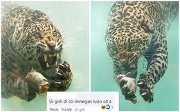 Cộng đồng mạng ngỡ ngàng trước thần thái "chất lừ" của báo đốm khi săn mồi dưới nước, vẫn tự tin troll "Con báo này có Rinnegan à"