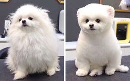 Loạt ảnh minh chứng sự khác biệt sau khi "cắt tóc" cho cún cưng: cứ như kiểu vừa nuôi thêm một em chó mới toanh vậy!