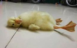 Suýt thì bị đưa lên bàn làm mồi nhắm với rau răm, chú vịt may mắn thoát ra khỏi vỏ, “đổi kiếp” trở thành thú cưng ngày ngày ăn no rồi ngủ