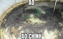 Meme "ao chình" là gì và vì sao nó lại trở nên nổi tiếng với game thủ Việt?