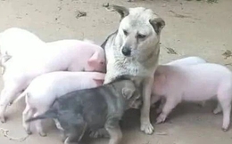 Bị đàn lợn con xếp hàng xin “ti trực", chó mẹ mới sinh bế tắc, hoang mang cầu cứu